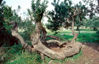 El algarrobo es un árbol leguminoso.
